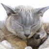 View the image: OLYMPUS DIGITAL CAMERA