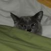 View the image: Rosa & Green Sheet