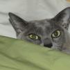 View the image: Rosa & Green Sheet