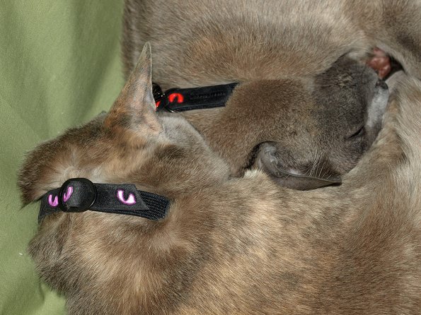 Rosa & Lizzie