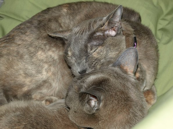 Rosa & Lizzie