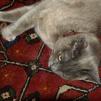 View the image: OLYMPUS DIGITAL CAMERA