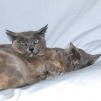 View the image: OLYMPUS DIGITAL CAMERA