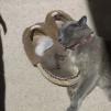 View the image: Cat & Mouse                                                                                                Rosa with Slipper & White Mousie                                                                                                                                                                                       _B130001-A.psd