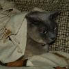 View the image: OLYMPUS DIGITAL CAMERA