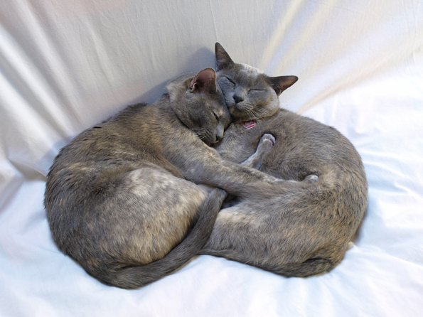 Rosa & Lizzie