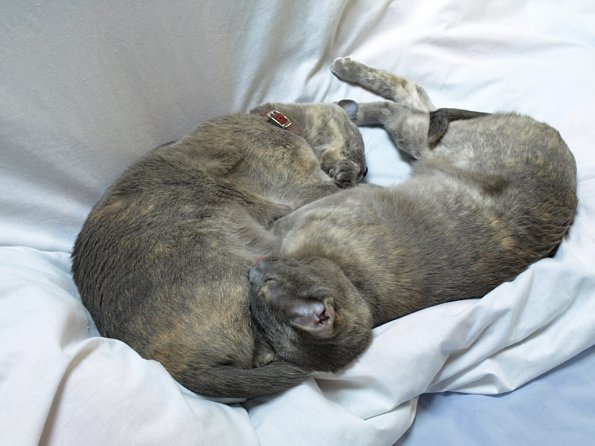 Rosa & Lizzie