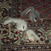View the image: OLYMPUS DIGITAL CAMERA