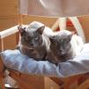 View the image: Rosa & Lizzie at Marengo