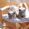 View the image: Rosa & Lizzie at Marengo