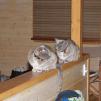 View the image: Rosa & Lizzie at Marengo