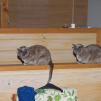 View the image: Rosa & Lizzie at Marengo