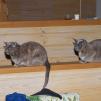 View the image: Rosa & Lizzie at Marengo