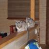 View the image: Rosa & Lizzie at Marengo