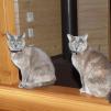 View the image: Rosa & Lizzie at Marengo