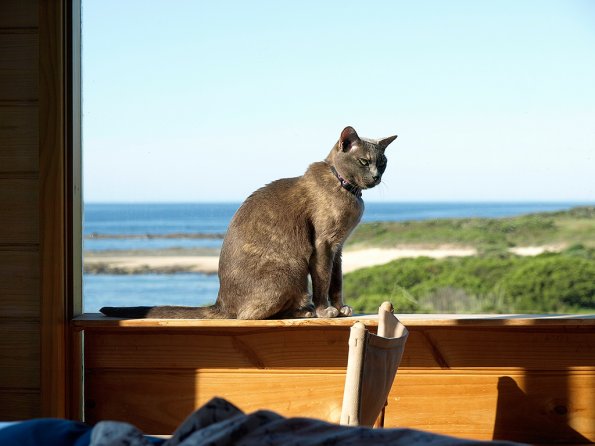 Lizzie on the sill at Marengo