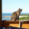 View the image: Lizzie on the sill at Marengo