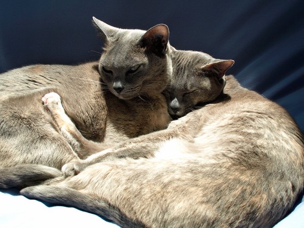 Rosa & Lizzie