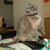 View the image: Rosa Christmas Day 2009