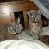 View the image: Rosa & Lizzie Christmas Day 2009