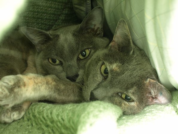 Rosa & Lizzie