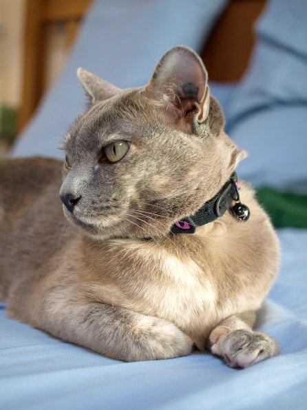 Lizzie