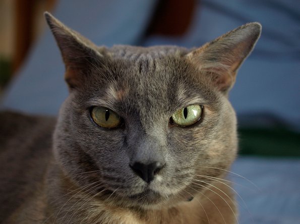 Lizzie