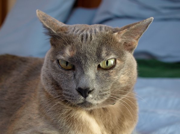 Lizzie