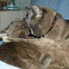 View the image: Rosa & Lizzie