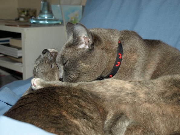 Rosa & Lizzie