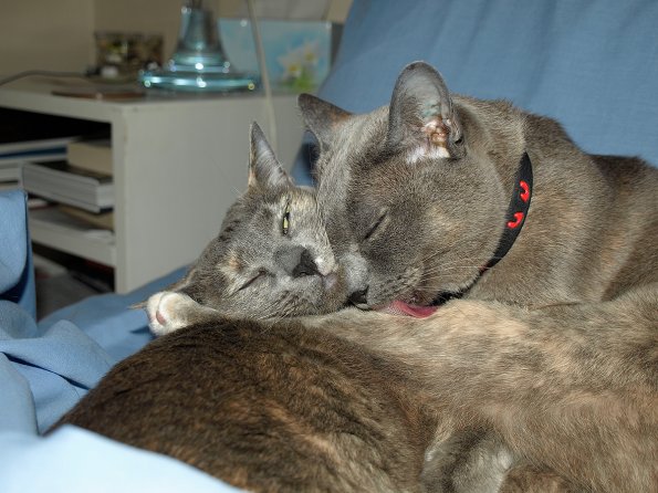 Rosa & Lizzie