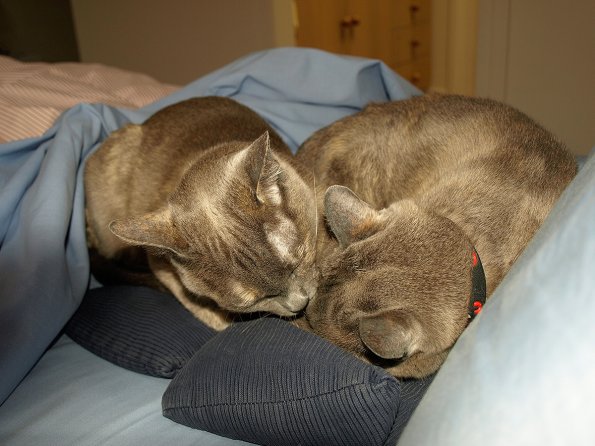 Rosa & Lizzie