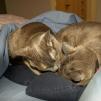View the image: Rosa & Lizzie