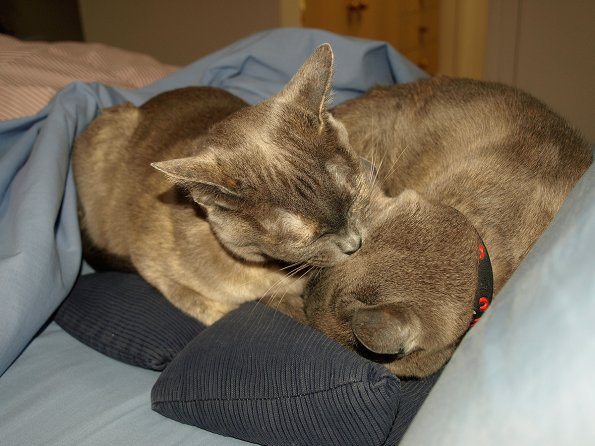 Rosa & Lizzie