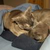 View the image: Rosa & Lizzie