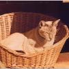 View the image: Epson_FF680-1980s_twinky__0001_e_eW