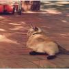 View the image: Epson_FF680-1980s_twinky__0002_e_eW