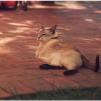 View the image: Epson_FF680-1980s_twinky__0004_e_eW