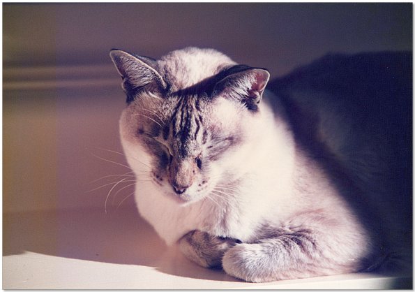 Epson_FF680-1980s_twinky__0009_e_eW