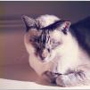 View the image: Epson_FF680-1980s_twinky__0009_e_eW