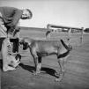 View the image: Boy _amp_ Dog Wynnum 1960s_Med_001