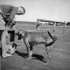 View the image: Boy_Dog_Wynnum_1960s