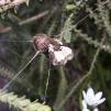 View the image: Spider in Garden Codrington St Sandringham