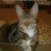 View the image: and_how_does_that_make_you_feel_trollcat