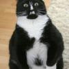 View the image: i_dont_know_what_im_looking_at_trollcat
