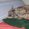 View the image: Lizzie on wheat bags