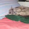 View the image: Lizzie on wheat bags