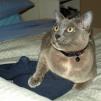 View the image: Rosa hanging on to wheat bag