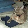 View the image: Rosa hanging on to wheat bag