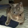 View the image: Rosa hanging on to wheat bag